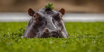 Ein Gericht ordnet jetzt Jagd auf Flusspferde von Drogenboss Escobar an (Symbolbild).