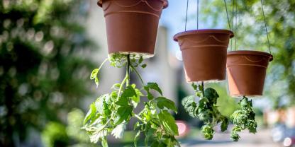 Tomaten, die aus Topfböden hängen