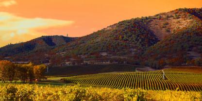 Ein Weinberg im Napa Valley im Abendlicht