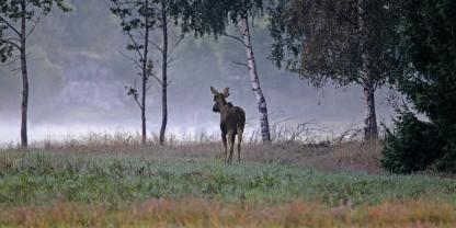 Wohin es den Elchbullen wohl weiter zieht?
