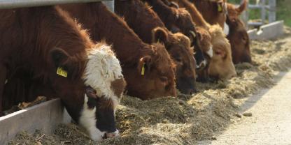 Jungbullen-Preis-2012_09_19_rue_0375