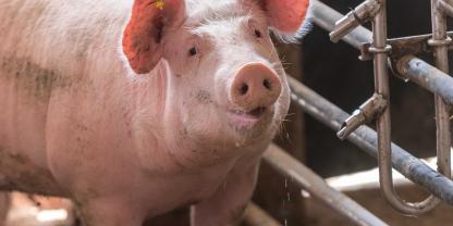 Die Preise für deutsche Schlachtschweine liegen weiterhin unter dem Fünfjahresdurchschnitt.