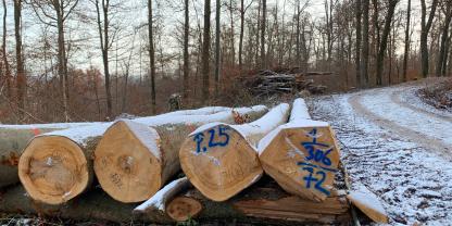 Ist der Holzverkauf nach wie vor die wichtigste Ertragsquelle im Forst?