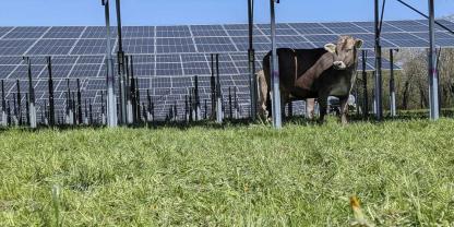 Die Kühe haben keine Scheu vor den Modulen, im Gegenteil: Im Sommer halten sie sich gerne in deren Schatten auf.
