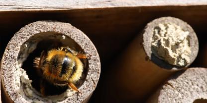 Wildbienen im Insektenhotel