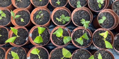 Warum neue Hortensien kaufen, wenn Sie sie selbst vermehren können?