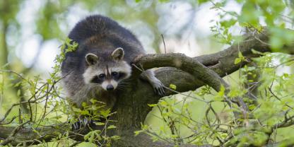 Der Fall eines gewilderten Waschbären sorgt im Sauerland für Aufregung.