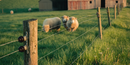 Weidesaison startet: Diese 5 Lösungen sichern Elektrozaun und Weideflächen