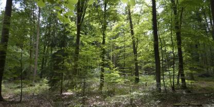 Verjüngung und die Entwicklung zu klimastabilen Mischwäldern sichern langfristig die Stabilität des Waldes.