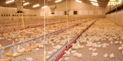 Der ukrainische Geflügelgigant Avesterra Group will nahe der polnischen Grenze expandieren (Symbolbild).