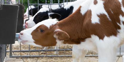 Kälber schwarzbunt rotbunt