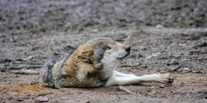 In Niedersachsen musste ein verletzter Wolf erlöst werden.