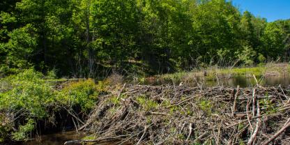Biberdamm-Überflutung-AdobeStock_83885677