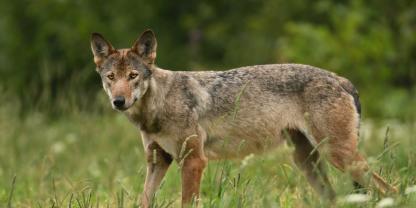 Das Niedersächsische Landwirtschaftsministerium hat Empfehlungen zur Bejagung von Wölfen für die Zeit bis zur Veröffentlichung eines Managementplans an die unteren Jagdbehörden gegeben.