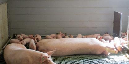 Die Gruppenhaltung bietet Sauen und Ferkeln mehr Raum zum Erkunden, unterstützt soziale Interaktionen und kommt dem natürlichen Verhalten der Tiere entgegen.