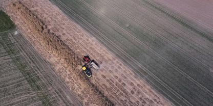 Die einzeln als Rhizome gesetzten Pflanzen haben sich über die Jahre flächig ausgebreitet, sind aber noch gut als einzelne Elemente erkennbar.