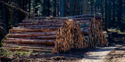 holz-wald-holzpolter