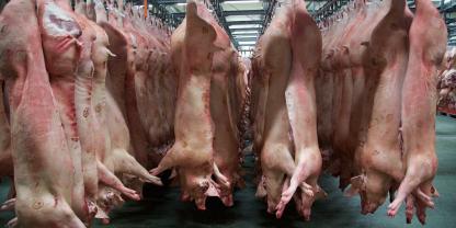 Schweine-hängen-AdobeStock_358666178