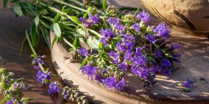 Ab Juli öffnet Ysop seine Lippenblüten und liefert besonders aromatische Triebspitzen.