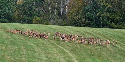 Um Wildschäden zurückzudrängen, soll in Ostthüringen das Muffelwild auch in der Nacht wieder bejagd werden können.