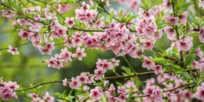 Pracht, die es vor Frost zu schützen gilt: Pfirsichblüte im  April