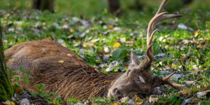 Weil Vergrämungsmaßnahmen nicht halfen, schoß ein Landwirt einen Hirsch - in der Schonzeit (Symbolbild).