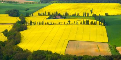 Blühende Rapsfelder in Brandenburg in einer Luftaufnahme