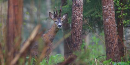 SYMBOLBILD: Sollte man mehr Rehwild schießen, um einen "Wald der Zukunft" zu fördern? Das fordert die bayrische Waldkönigin von der Politik.