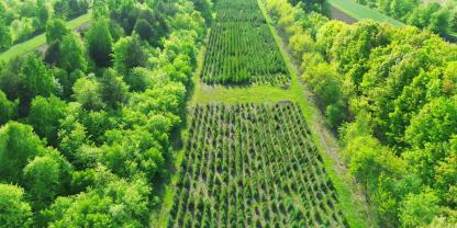 Aufforstung-AdobeStock_1777412906