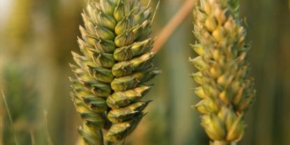 Wildform eines Weizens im Zuchtgarten in Hadmersleben: Züchter kreuzen solche Urtypen mit modernen Sorten, um den Genpool zu erweitern.