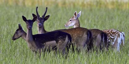 Schmaltiere und Schmalspießer sind im Frühjahr häufig zusammen unterwegs, wenn die Alttiere noch bei den Kälbern sind oder wenn sie durch fahrlässige Abschüsse der Muttertiere verwaist sind.