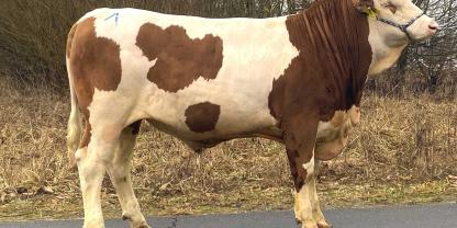 Fleckviehjungbulle Soleo PP*