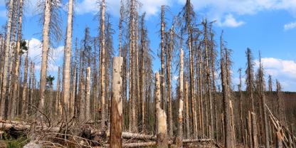 Überraschend lang können Dürrständer ihre Qualitäten für die Holzindustrie erhalten.