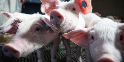 Das Bild zeigt Ferkel.