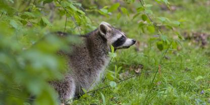 Der DJV ist erfolgreich gegen eine Falschmeldung in Bezug auf eine Finanzierung einer Waschbär-Studie vorgegangen.