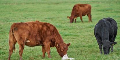 Müll auf Wiesen ist ein wachsendes Problem im ländlichen Raum.