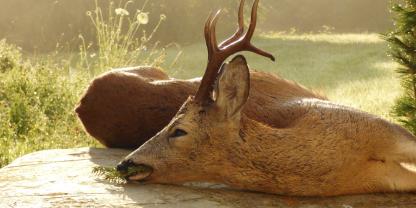 Trotz aller Jagdfreude sollte erlegtes Wild stets schnellstmöglich gekühlt werden, damit es nicht verdirbt.
