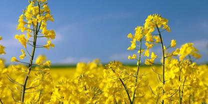 Raps-Pflanze