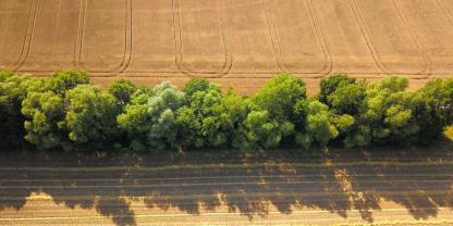 Acker-Feld-Bäume-Sträucher-AdobeStock_366059859