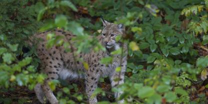 Luchs