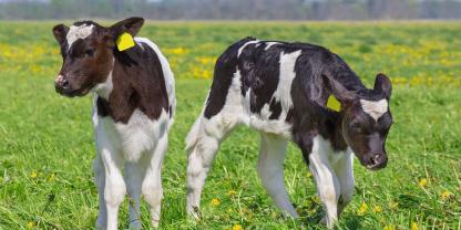 Zwillingskälber sehen im ersten Augenblick als zusätzlicher Gewinn für den Betrieb aus - doch oft überwiegen die Kosten und Risiken einer Mehrlingsgeburt.