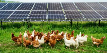 Die EZ-Fürstenhof kombiniert dank Agri-PV-Anlage Stromerzeugung und den Schutz der Bio-Junghennen vor Beutegreifern im Auslauf (Symbolbild).