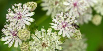 Die Sterndolde zeigt feine Blüten wie ein Stecknadelkissen, ist angenehm unkompliziert, bleibt meist von Schnecken verschont und fühlt sich im halbschattigen Beet richtig wohl.