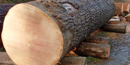 Die Braut erbrachte über 25.000 € Erlös.