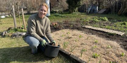 Mulch aus Miscanthus-Häckseln ist scharfkantig und für Schnecken schwer passierbar.