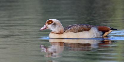 Die Nilgänse werden in Baden-Württemberg zunehmend zum Problem.