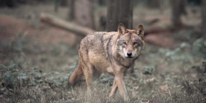 Der Hamburger Wolf wurde wieder ausgewildert (Symbolbild).