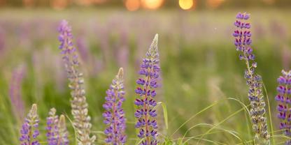 Lupine kann im Revier Fluch und Segen zugleich sein - je nachdem, um welche Sorte es sich handelt.