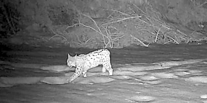 Eine bedeutende Aufnahme für den Artenschutz gelang in den Alpen.