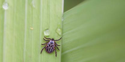 Hauptüberträger von Babesien ist die Auwaldzecke, auch Wiesenzecke genannt.
